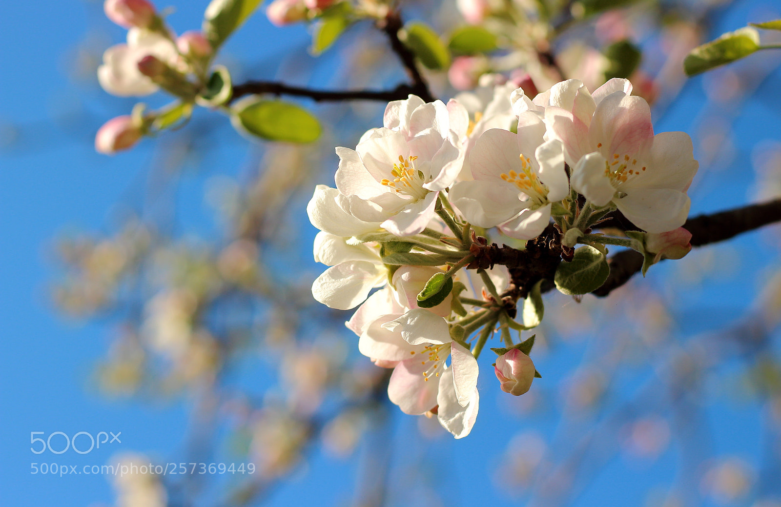 Canon EOS 100D (EOS Rebel SL1 / EOS Kiss X7) sample photo. Apple tree flower photography
