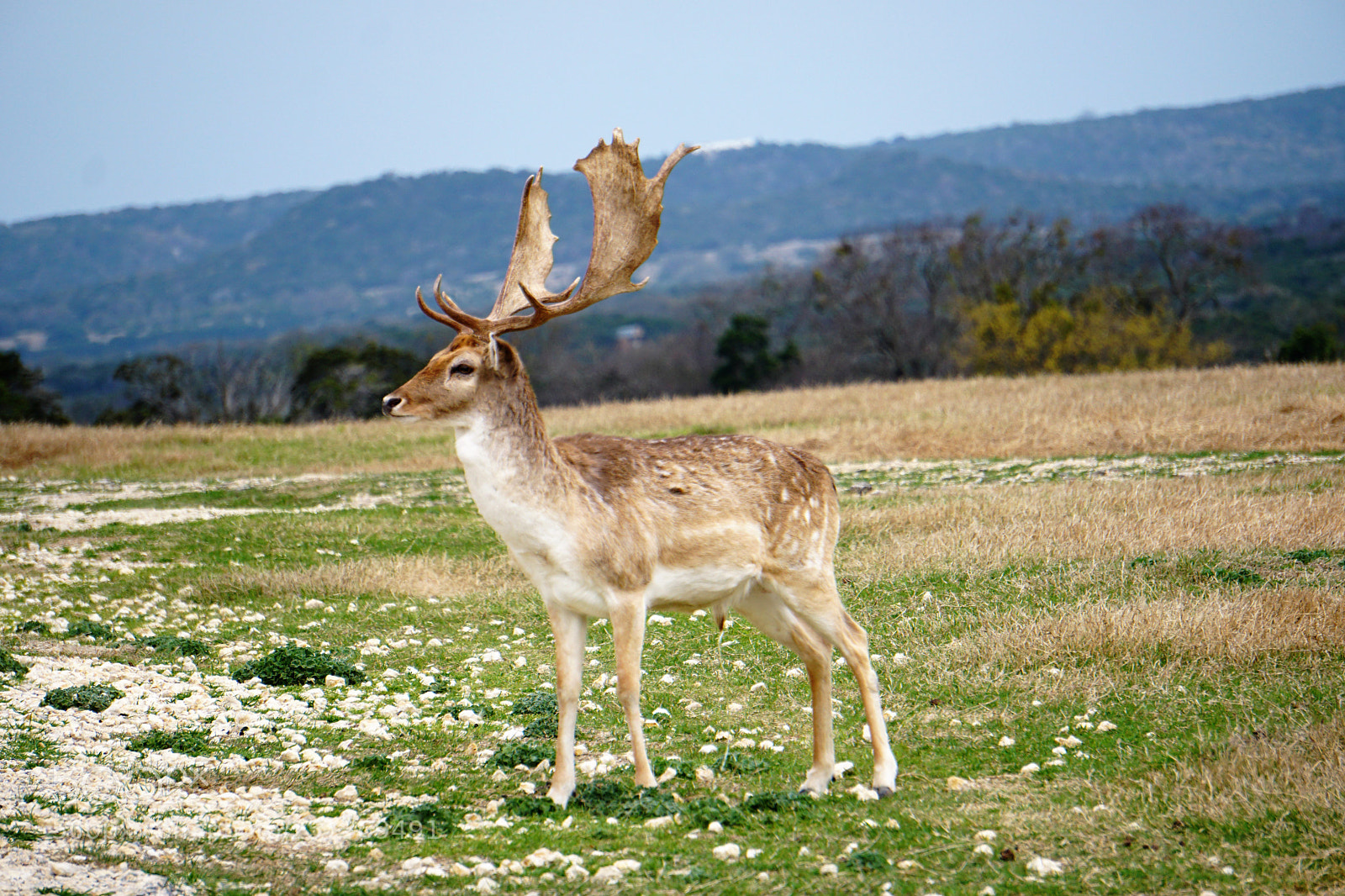 Sony a6300 sample photo. Deer photography