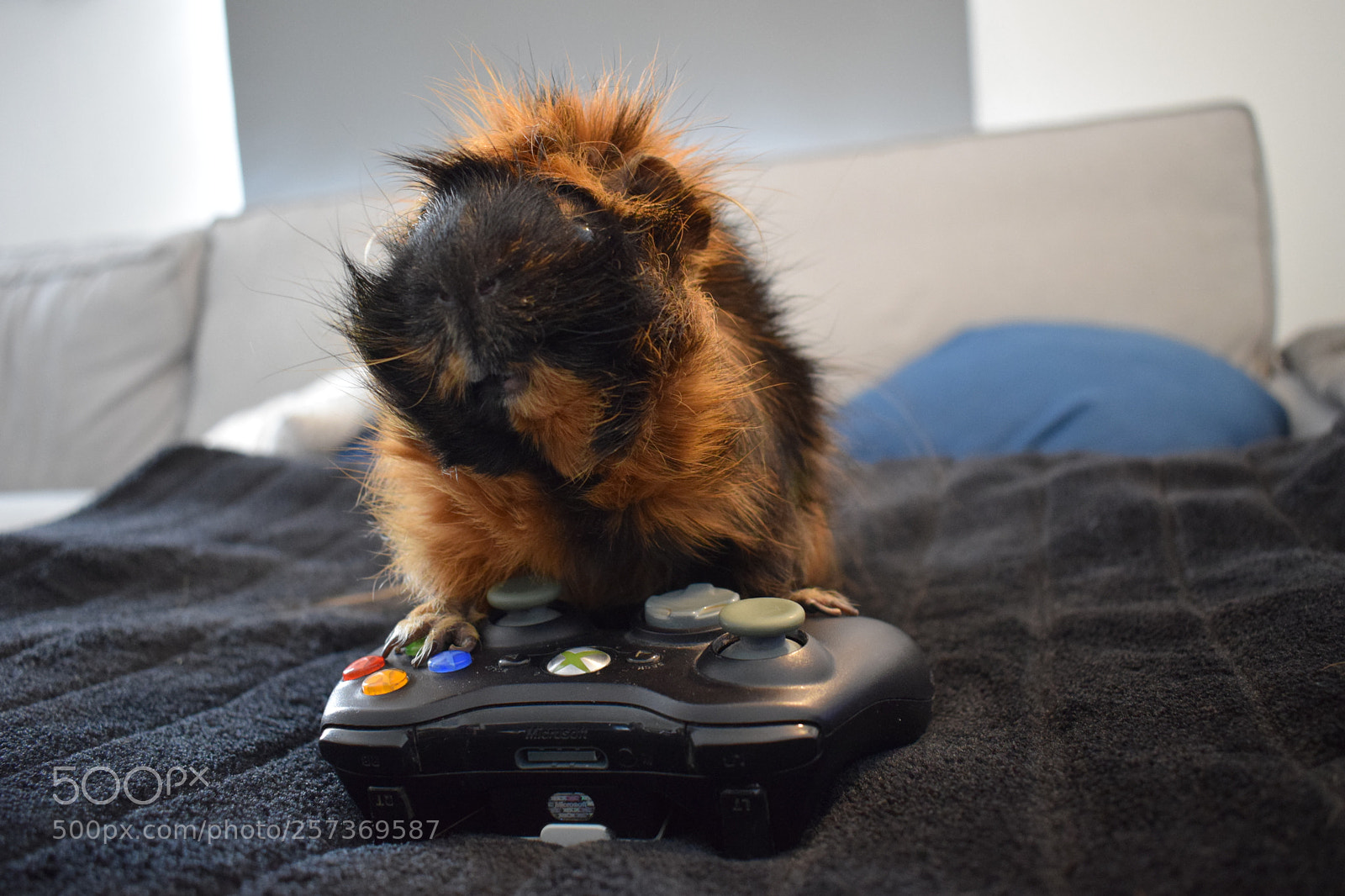 Nikon D3300 sample photo. My pet photography