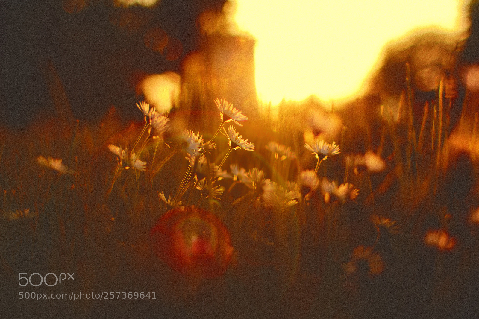 Canon EOS 700D (EOS Rebel T5i / EOS Kiss X7i) sample photo. Summer lovin' photography