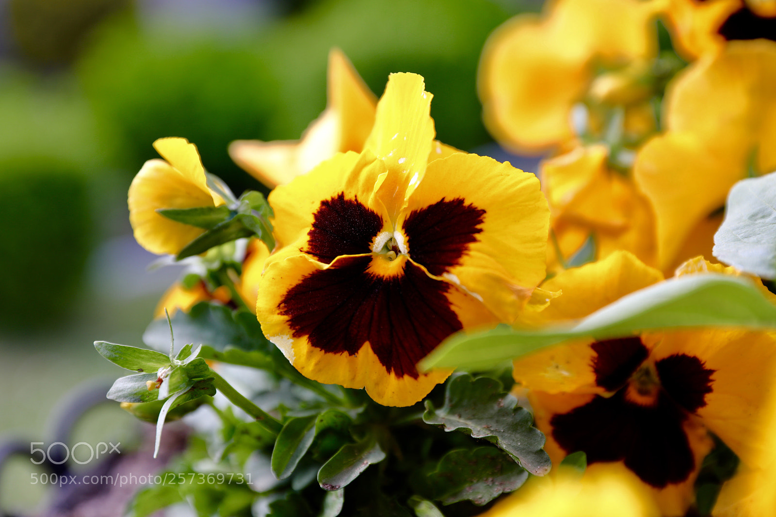 Canon EOS 5D Mark IV sample photo. Untitled photography