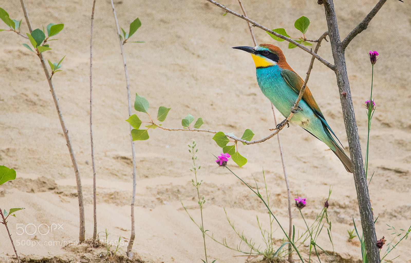 Canon EOS 7D Mark II sample photo. European bee-eater photography