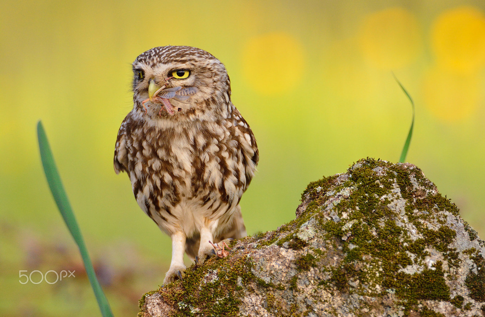 Nikon D7100 sample photo. A little owl with a grasshopper. photography