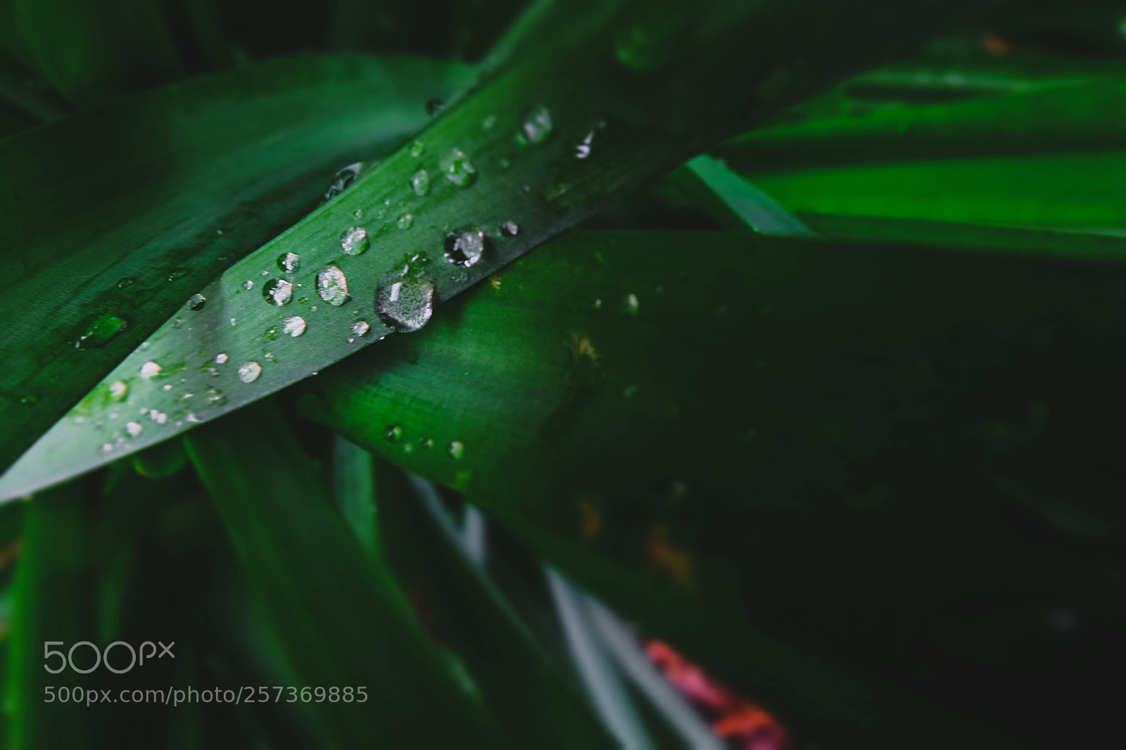 Fujifilm X-T10 sample photo. Green photography