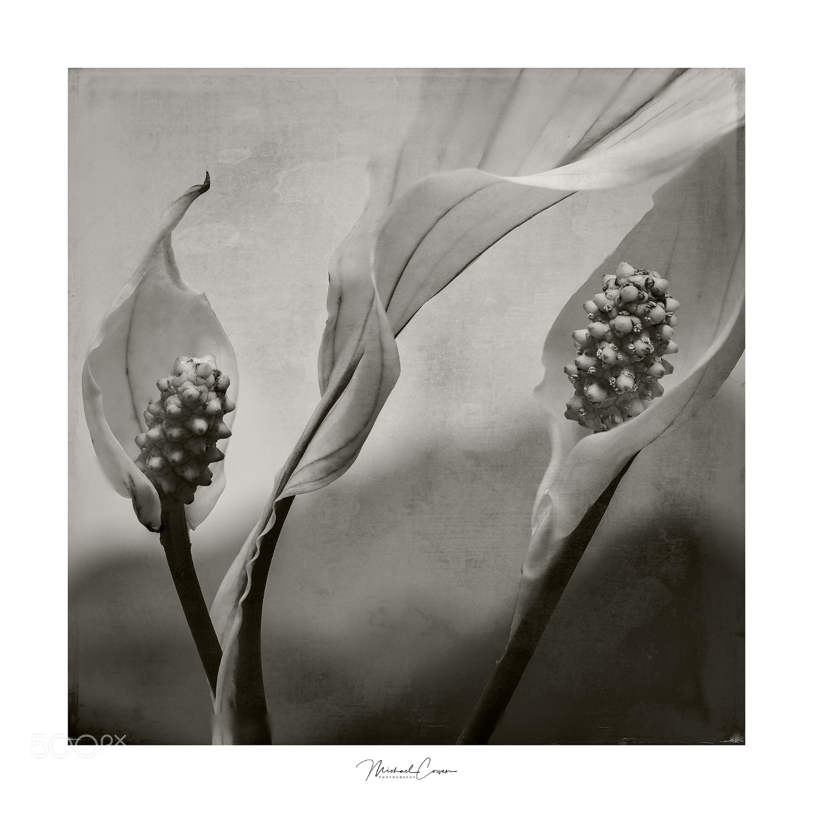 Canon EOS 5D Mark IV sample photo. Lillies 2 photography