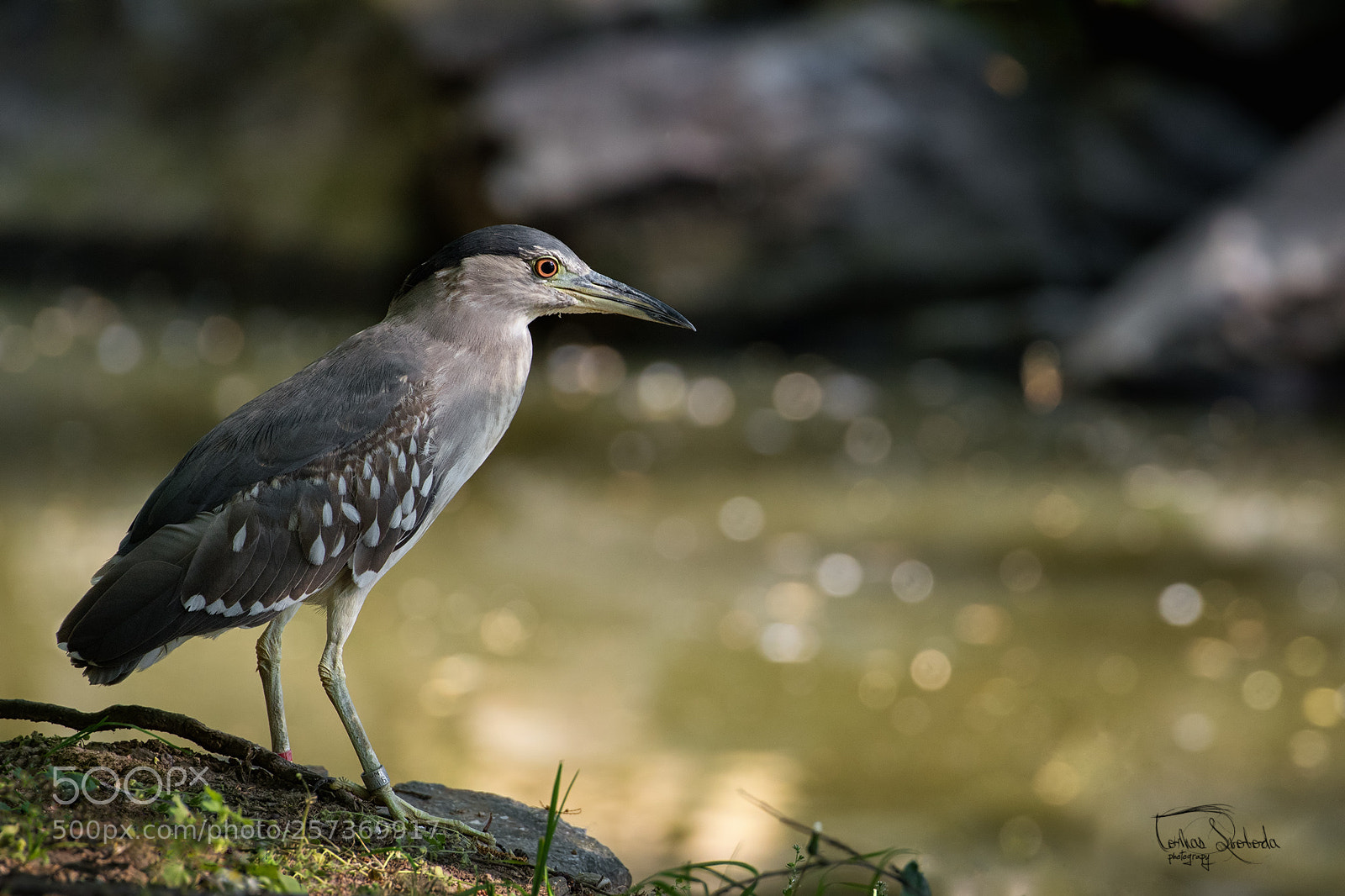 Nikon D750 sample photo. Black-crowned night-heron photography