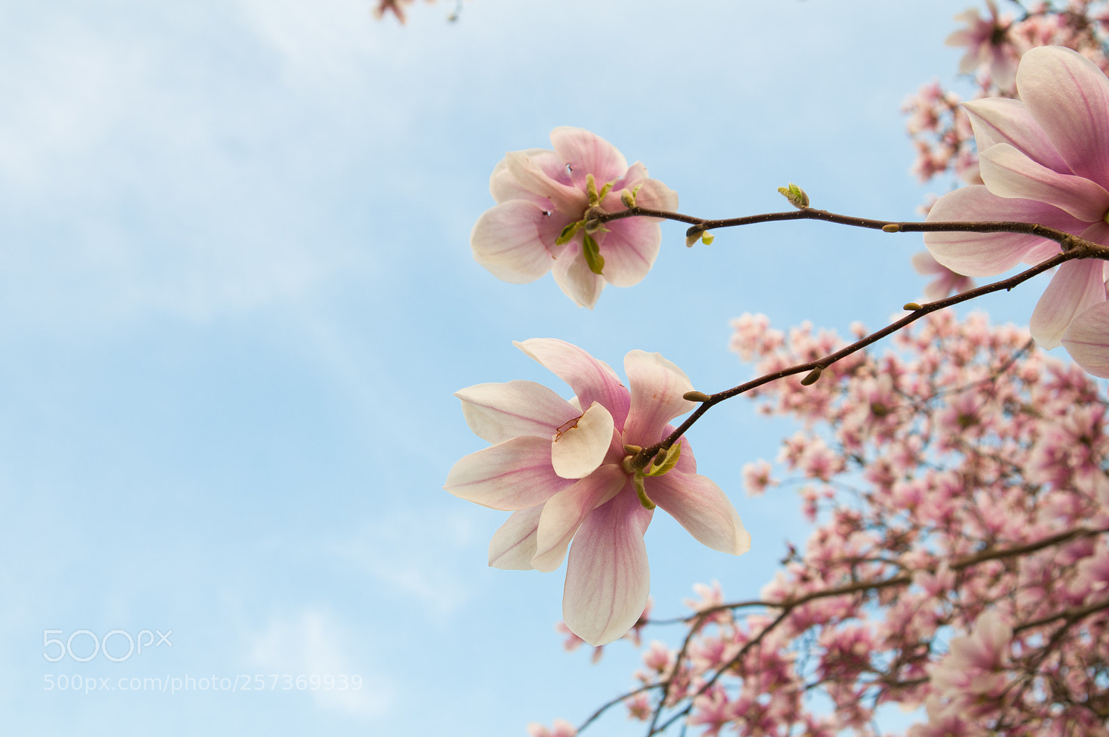 Nikon D300 sample photo. Magnolia photography