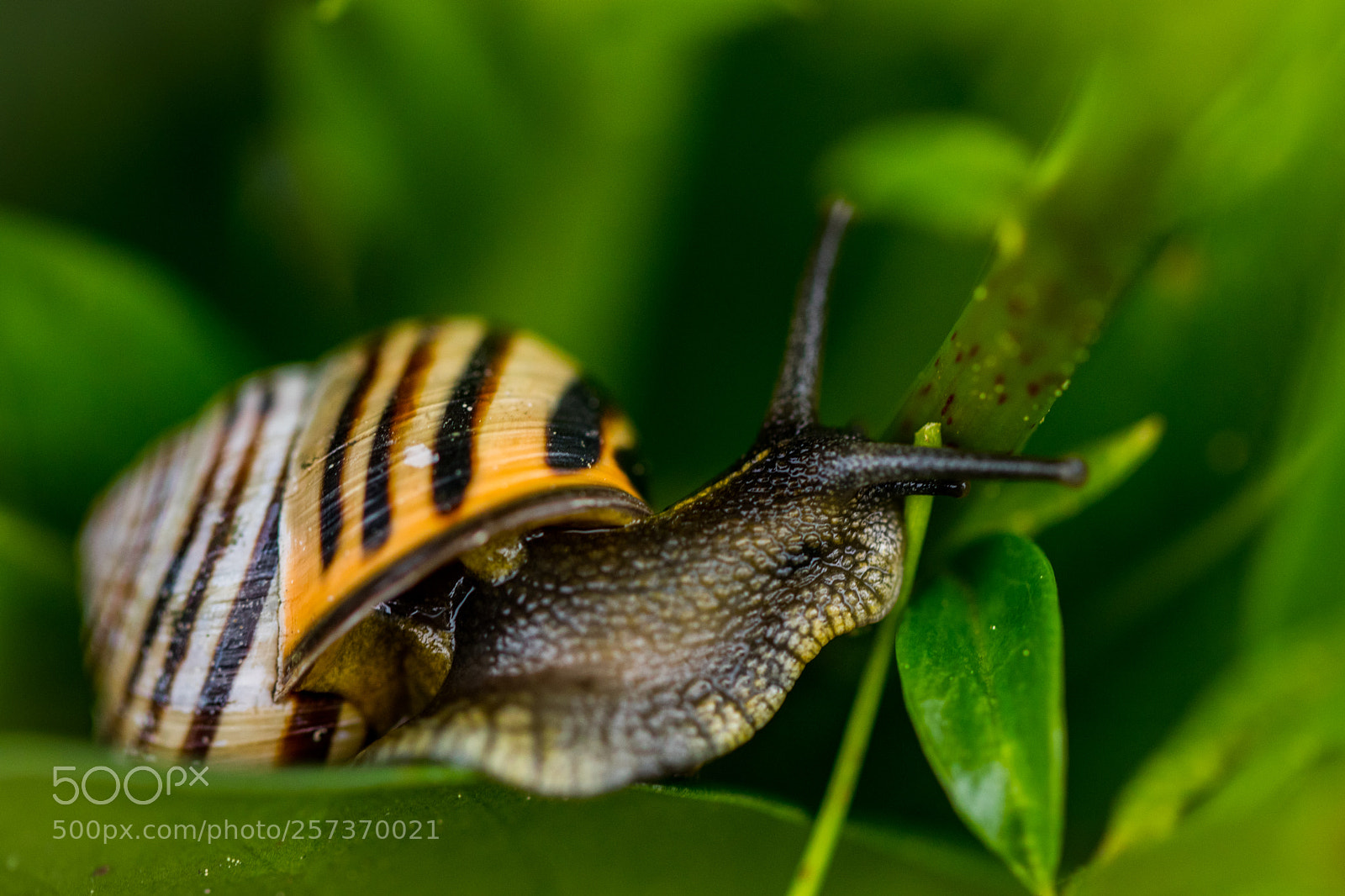 Canon EOS 77D (EOS 9000D / EOS 770D) sample photo. Happy snail photography
