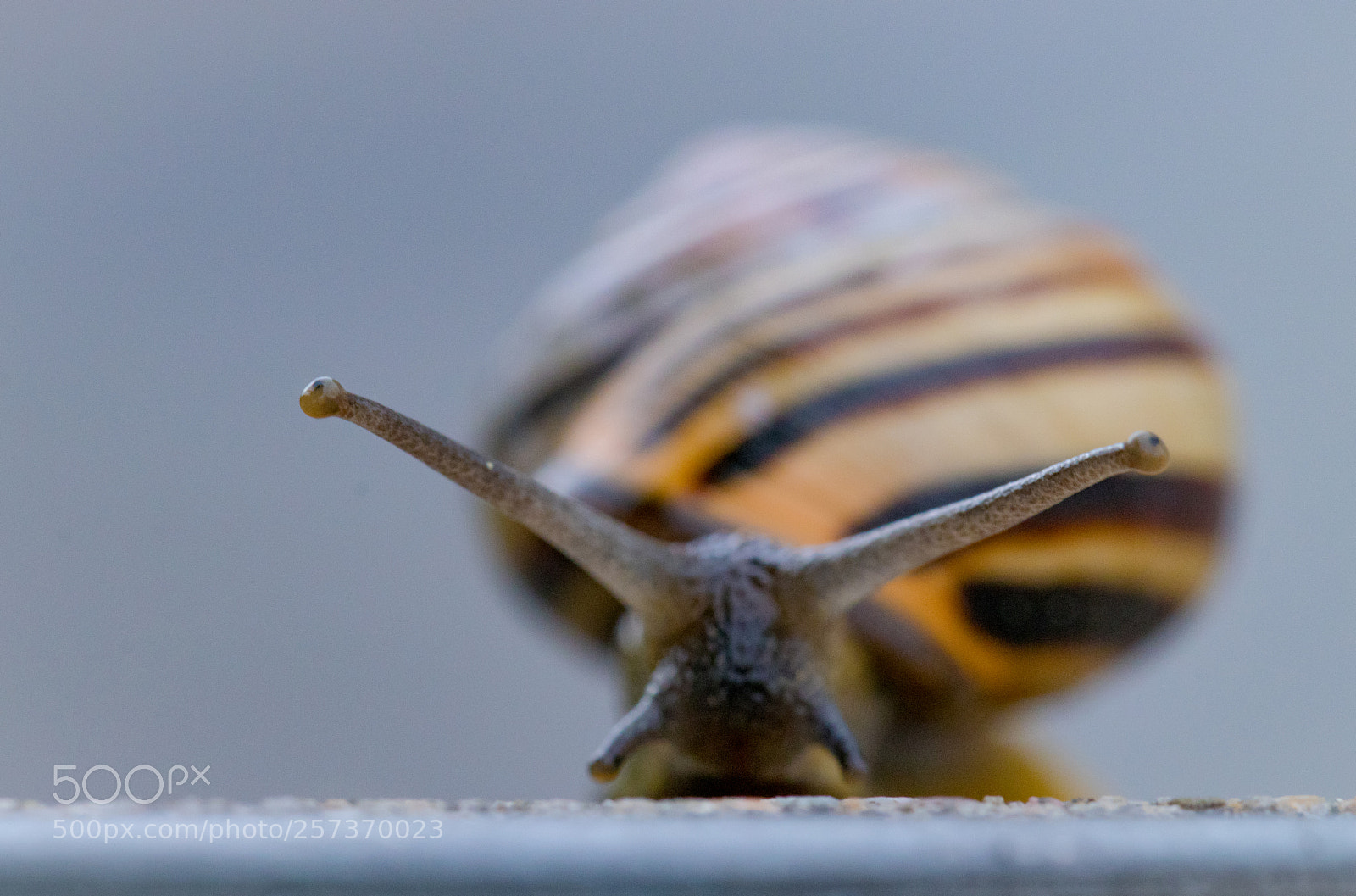 Canon EOS 77D (EOS 9000D / EOS 770D) sample photo. Why am i so photography