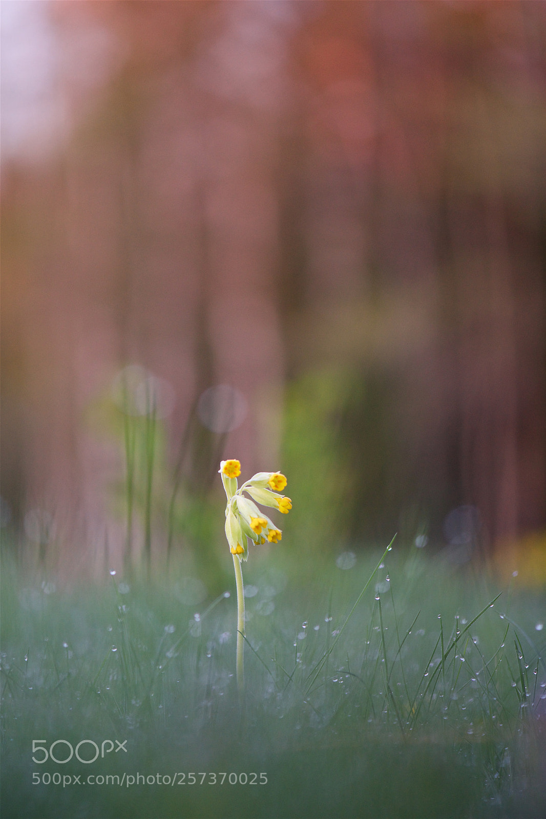 Nikon D810 sample photo. Soon the sun can photography