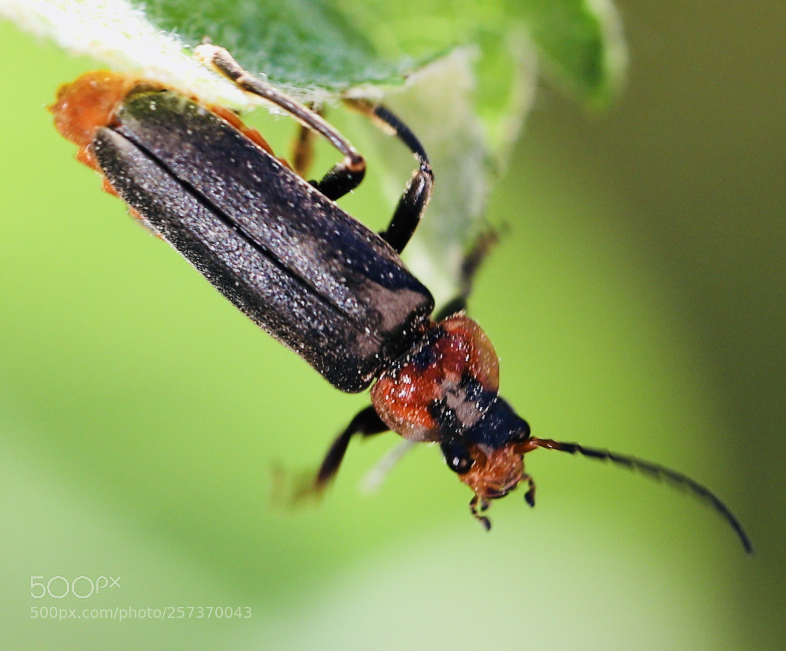 Canon EOS 6D Mark II sample photo. Angry beetle photography