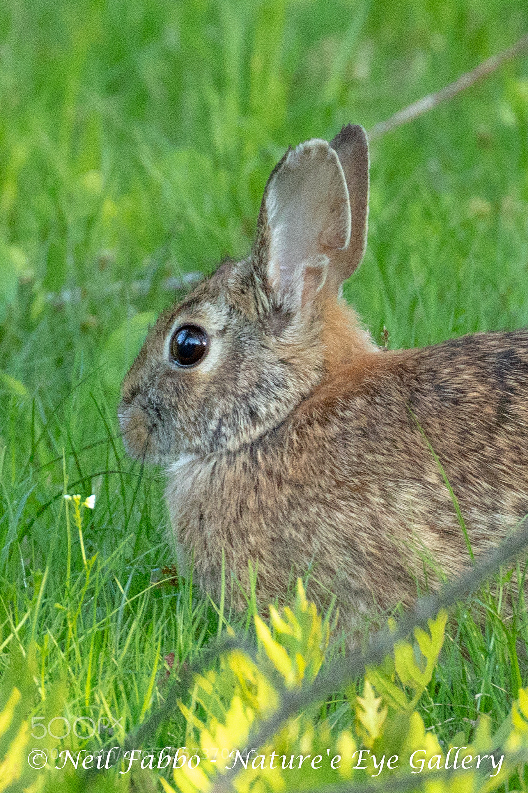 Canon EOS 5D Mark IV sample photo. Rabbit eye reflection photography