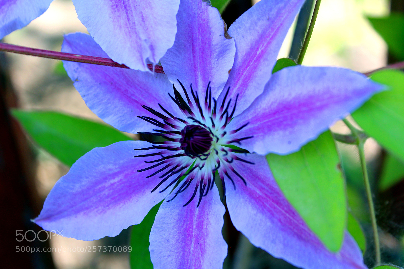 Canon EOS 1200D (EOS Rebel T5 / EOS Kiss X70 / EOS Hi) sample photo. Beauty in garden of photography