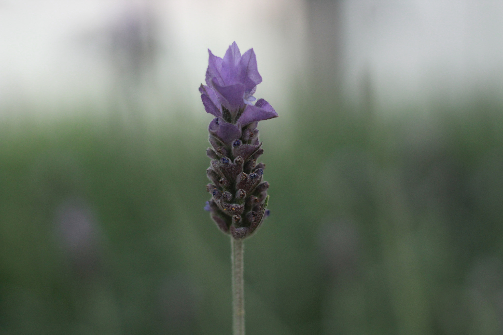 Canon EOS 1300D (EOS Rebel T6 / EOS Kiss X80) sample photo. Separated photography