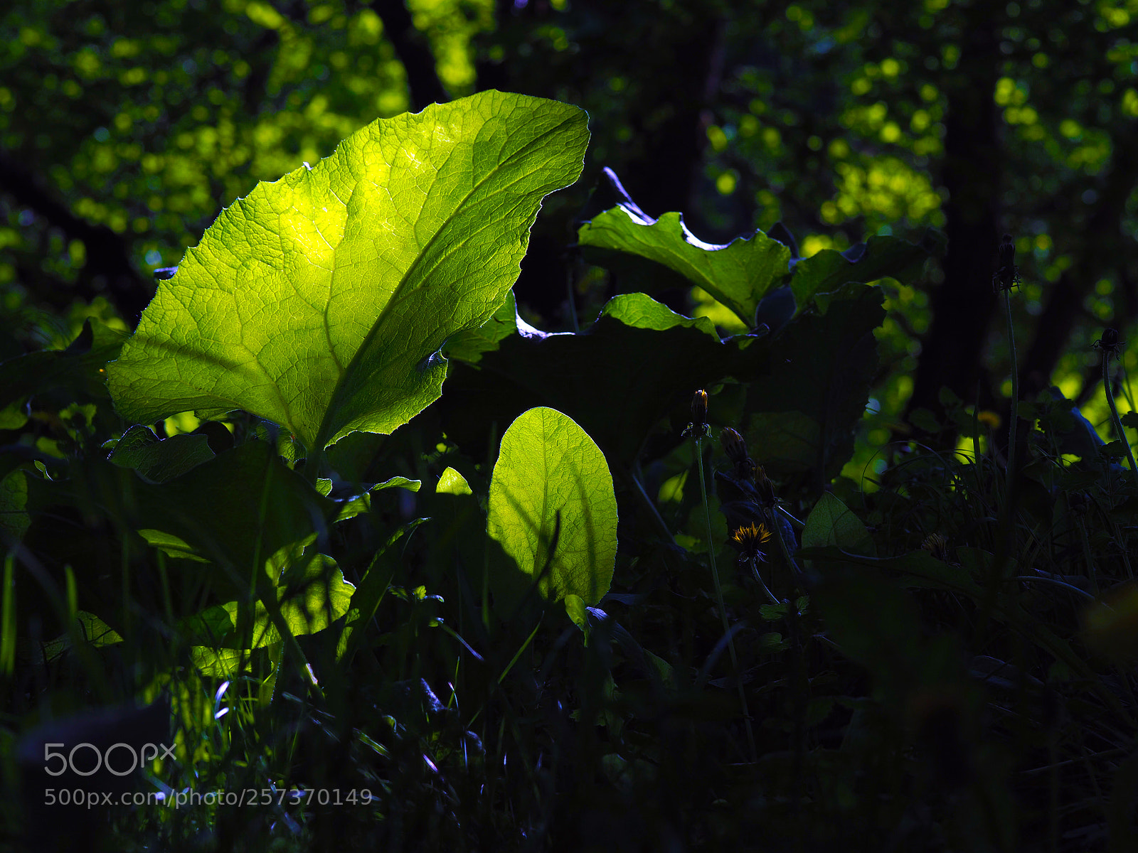 Olympus OM-D E-M10 sample photo. Magic world photography