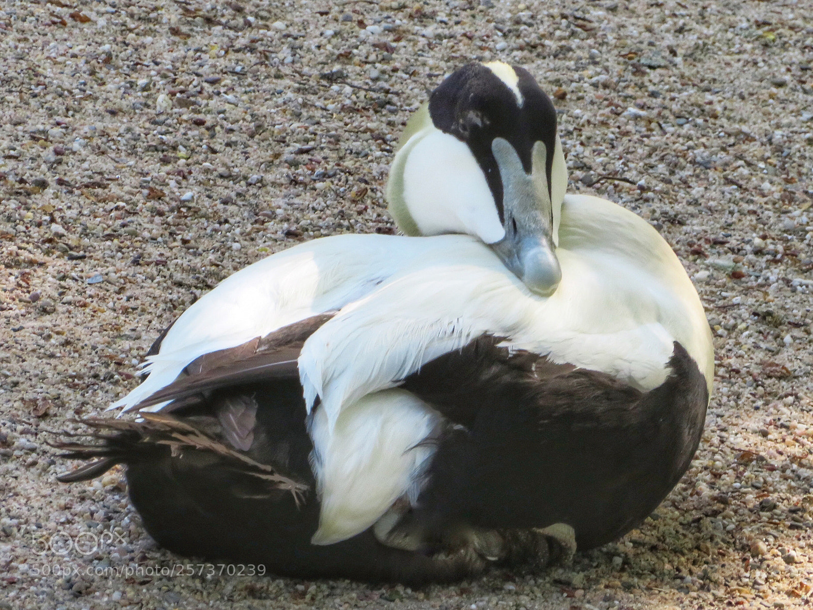 Canon PowerShot SX720 HS sample photo. Common eider photography