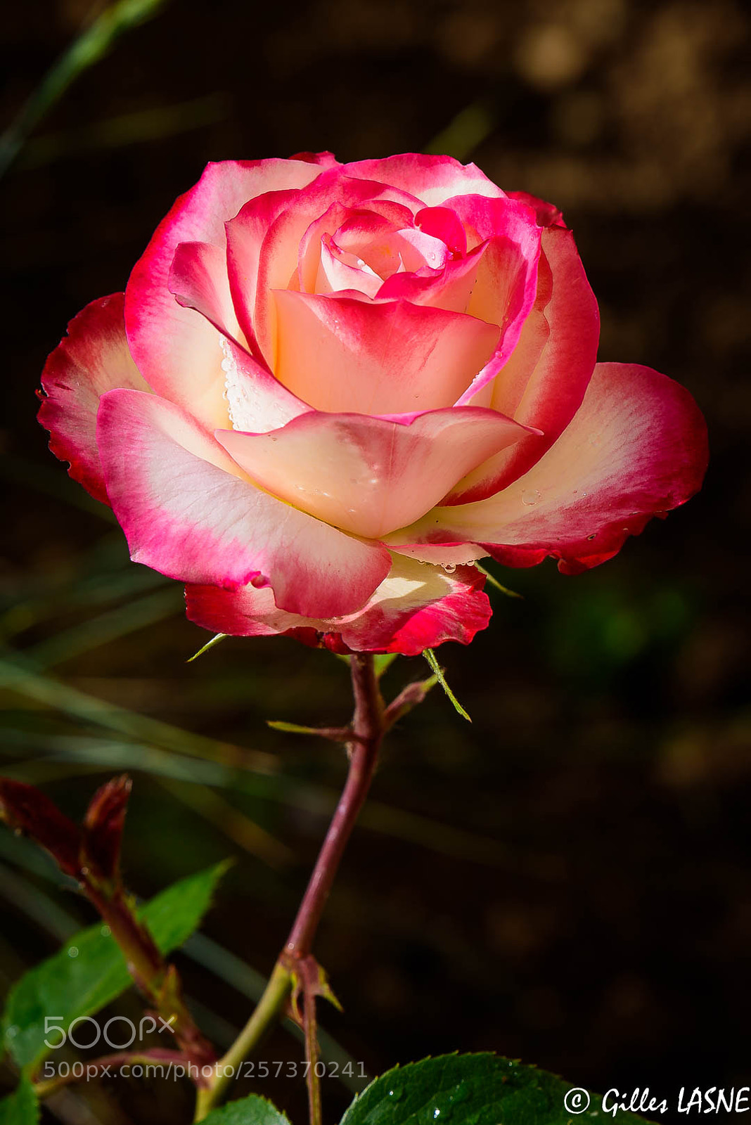 Nikon D750 sample photo. Rose photography