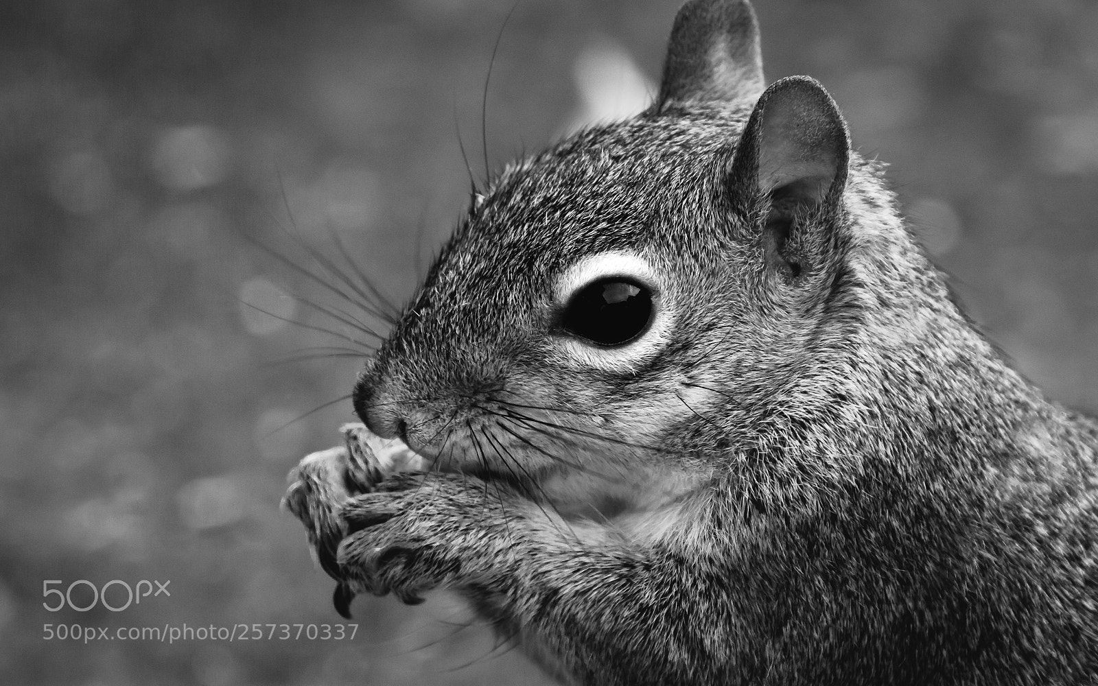 Canon EOS 7D sample photo. Squirrel face photography