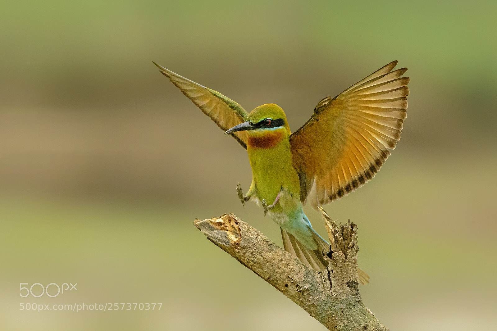 Nikon D7100 sample photo. Blue-tailed bee-eater landing photography