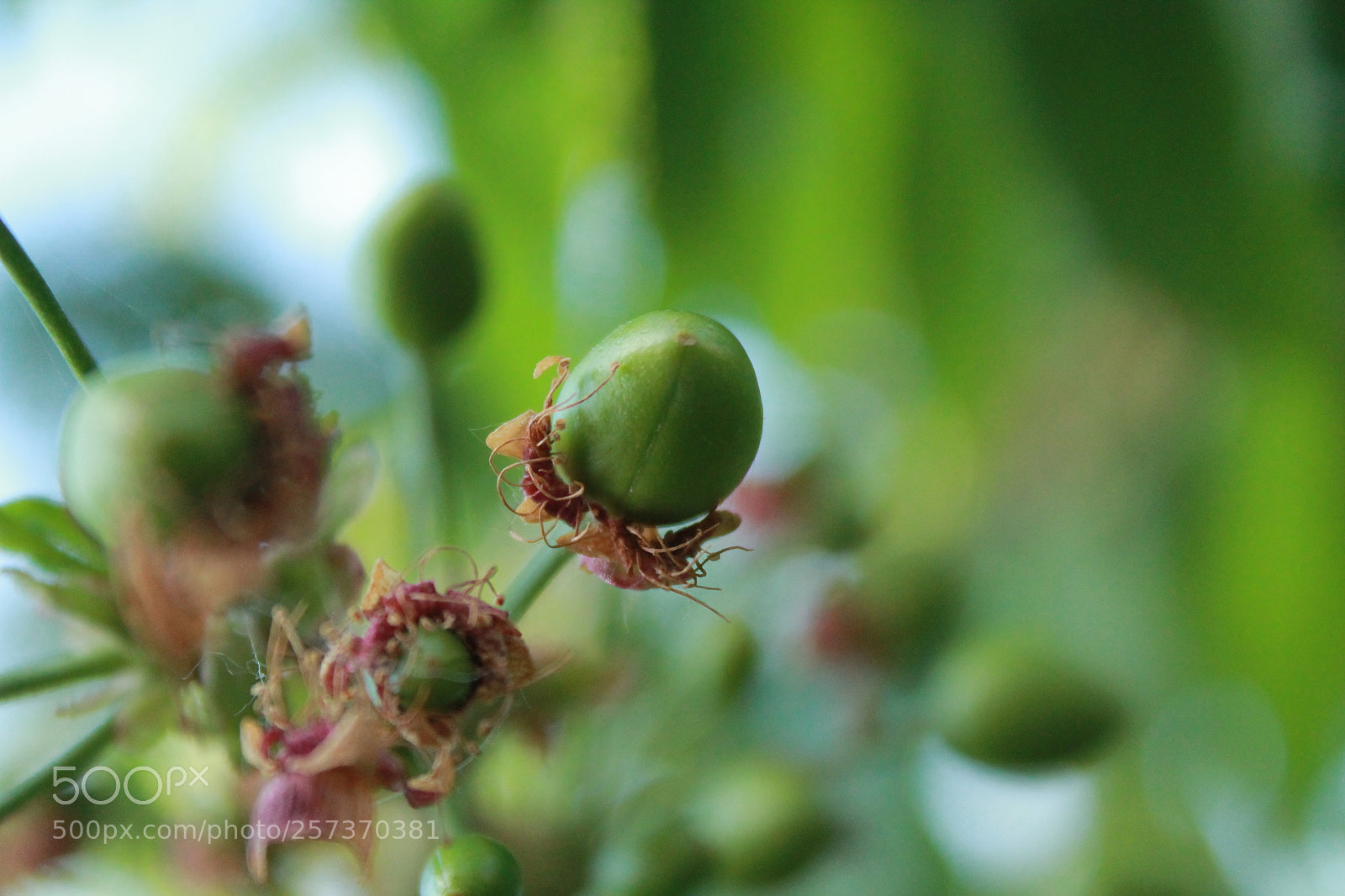Canon EOS 1100D (EOS Rebel T3 / EOS Kiss X50) sample photo. Flower! photography