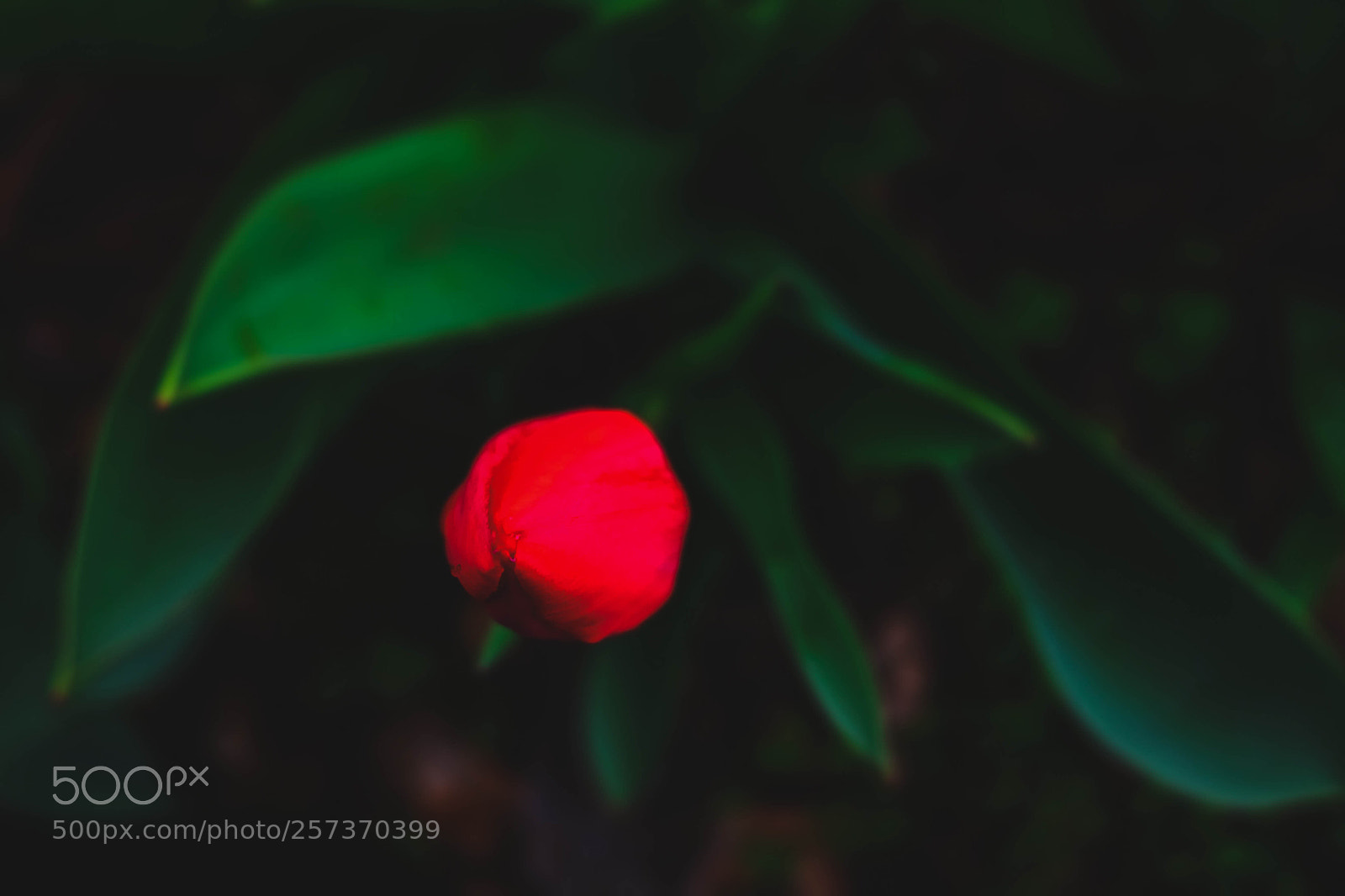 Fujifilm X-T10 sample photo. Tulip photography