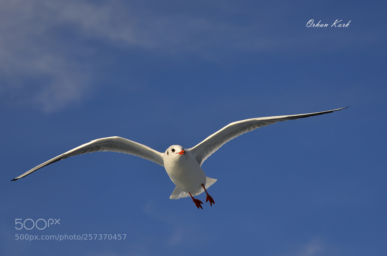 Nikon D610 sample photo. Seagull photography