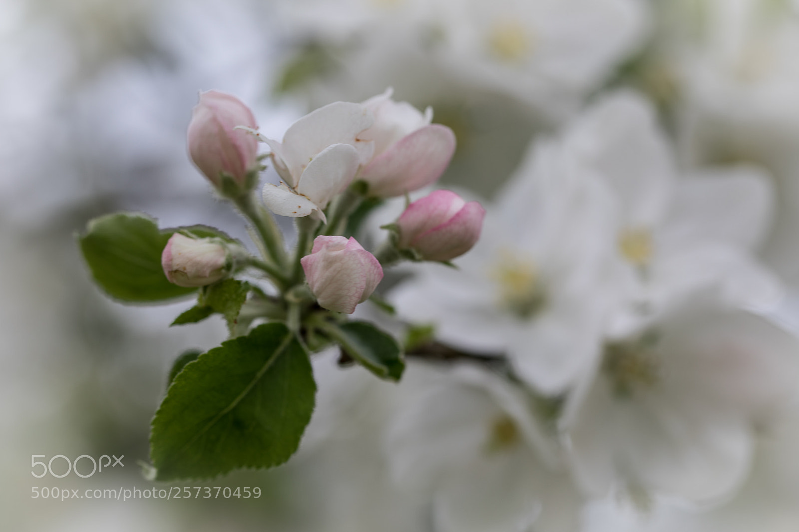 Canon EOS 5D Mark IV sample photo. Untitled photography