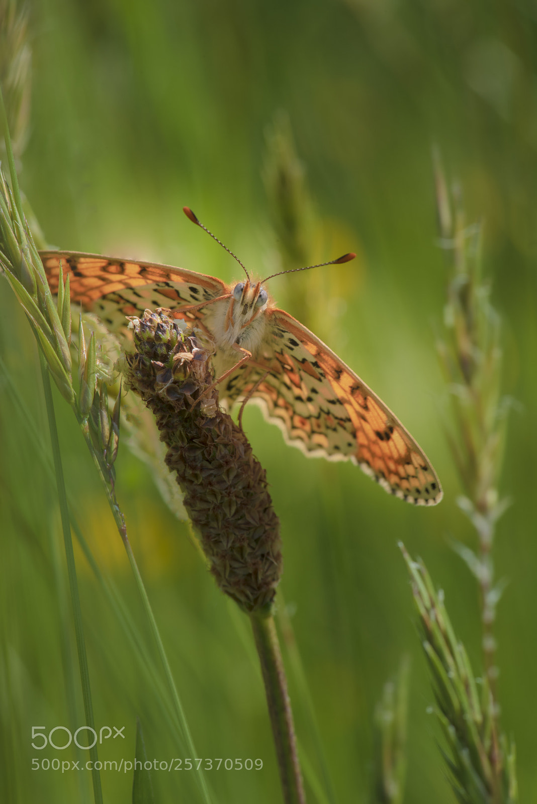 Nikon D750 sample photo. Butterfly photography