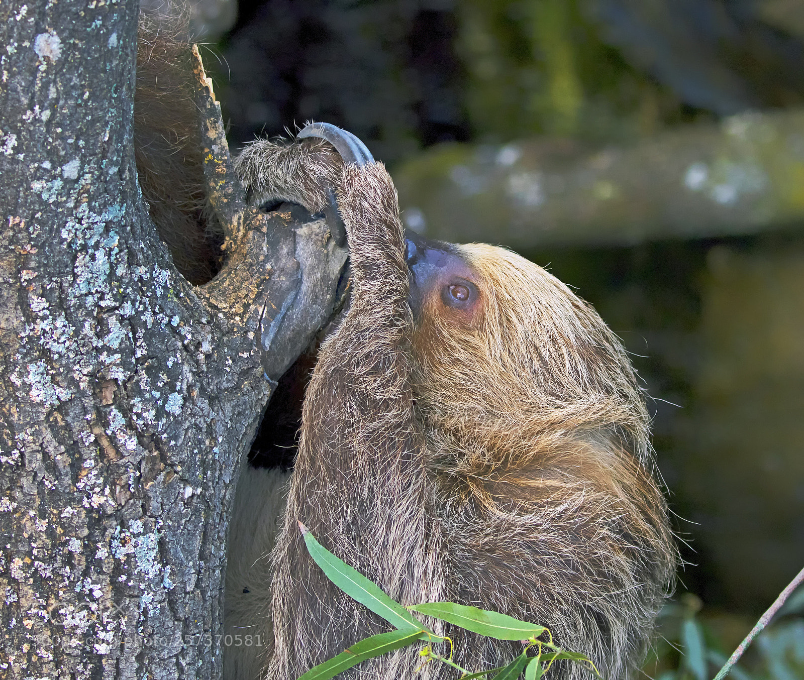 Canon EOS 7D Mark II sample photo. Sloth at the gallop photography