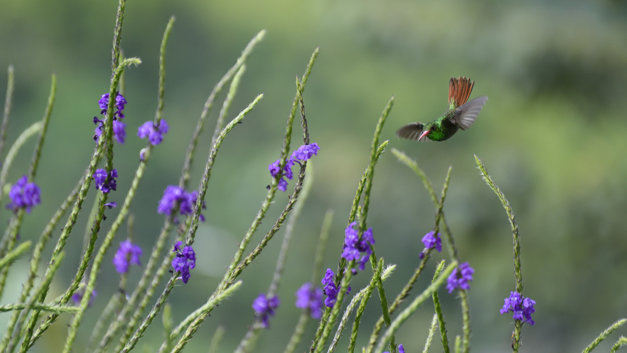 Nikon D810 sample photo. Hummingbird approaching photography