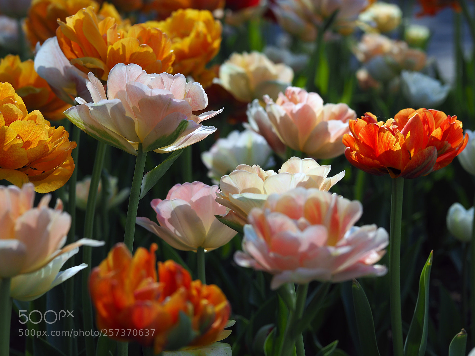 Olympus OM-D E-M10 sample photo. Tulips photography