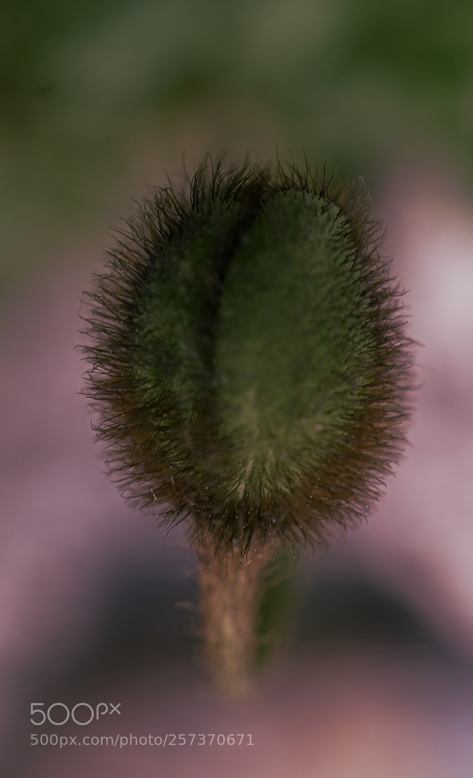 Sony a7 II sample photo. "young poppy" photography