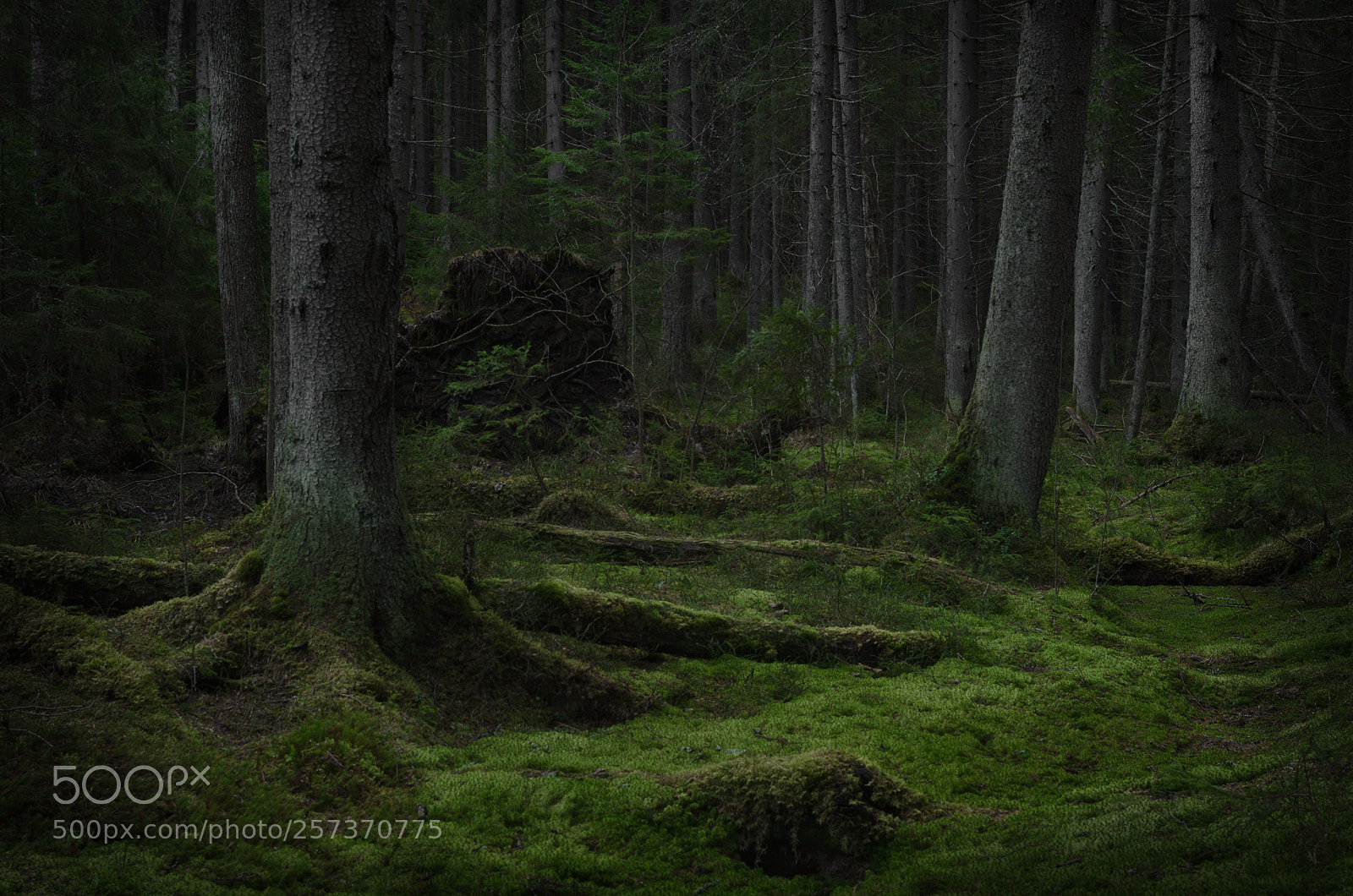 Nikon D7000 sample photo. In the forest photography
