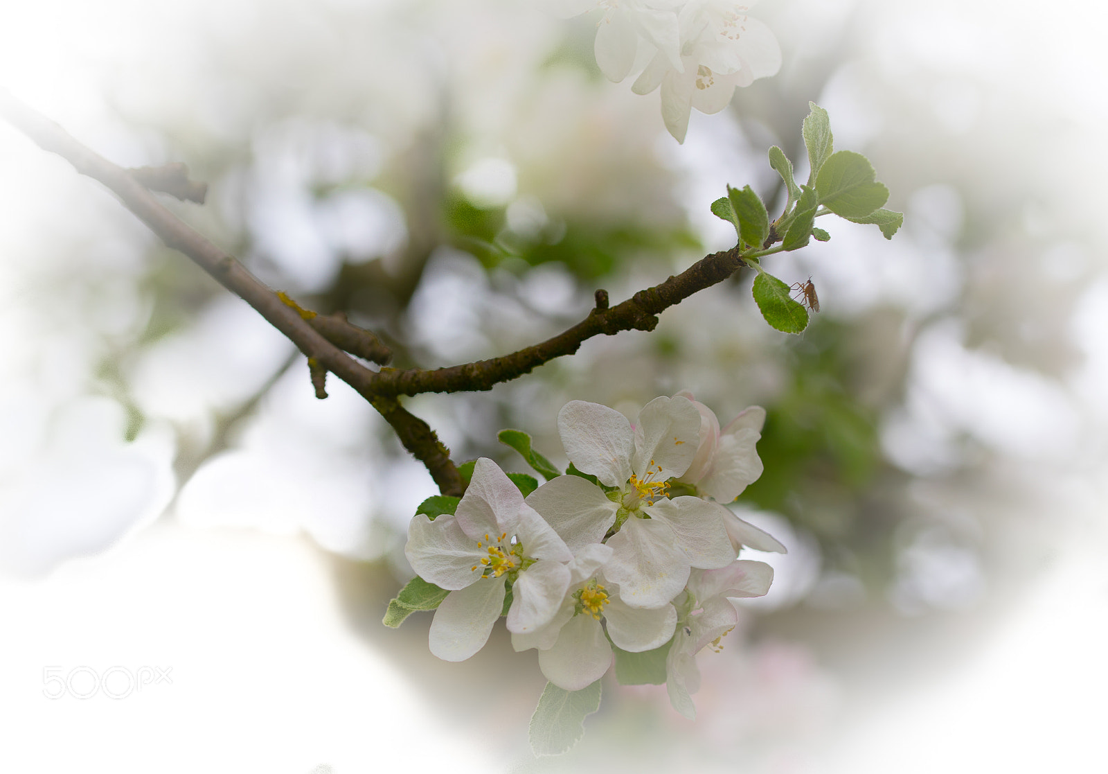 Canon EOS 5D Mark IV sample photo. Untitled photography