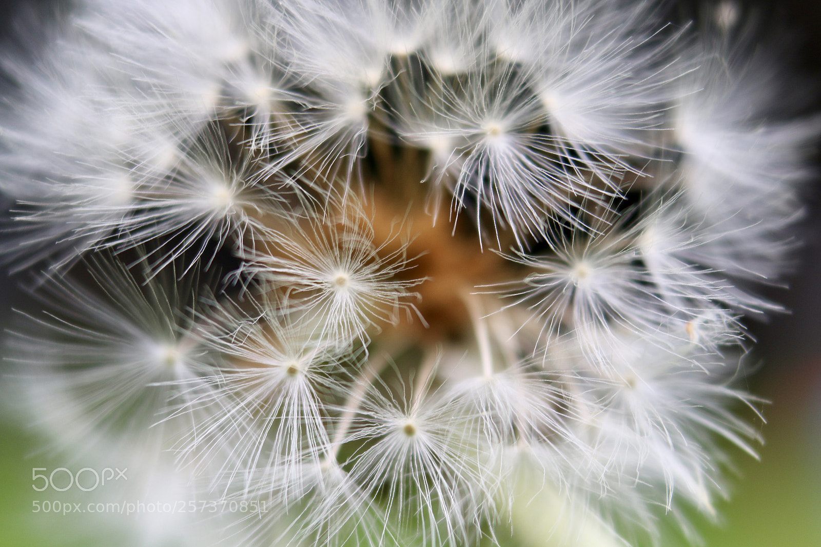 Canon EOS 70D sample photo. Dandilion seed photography