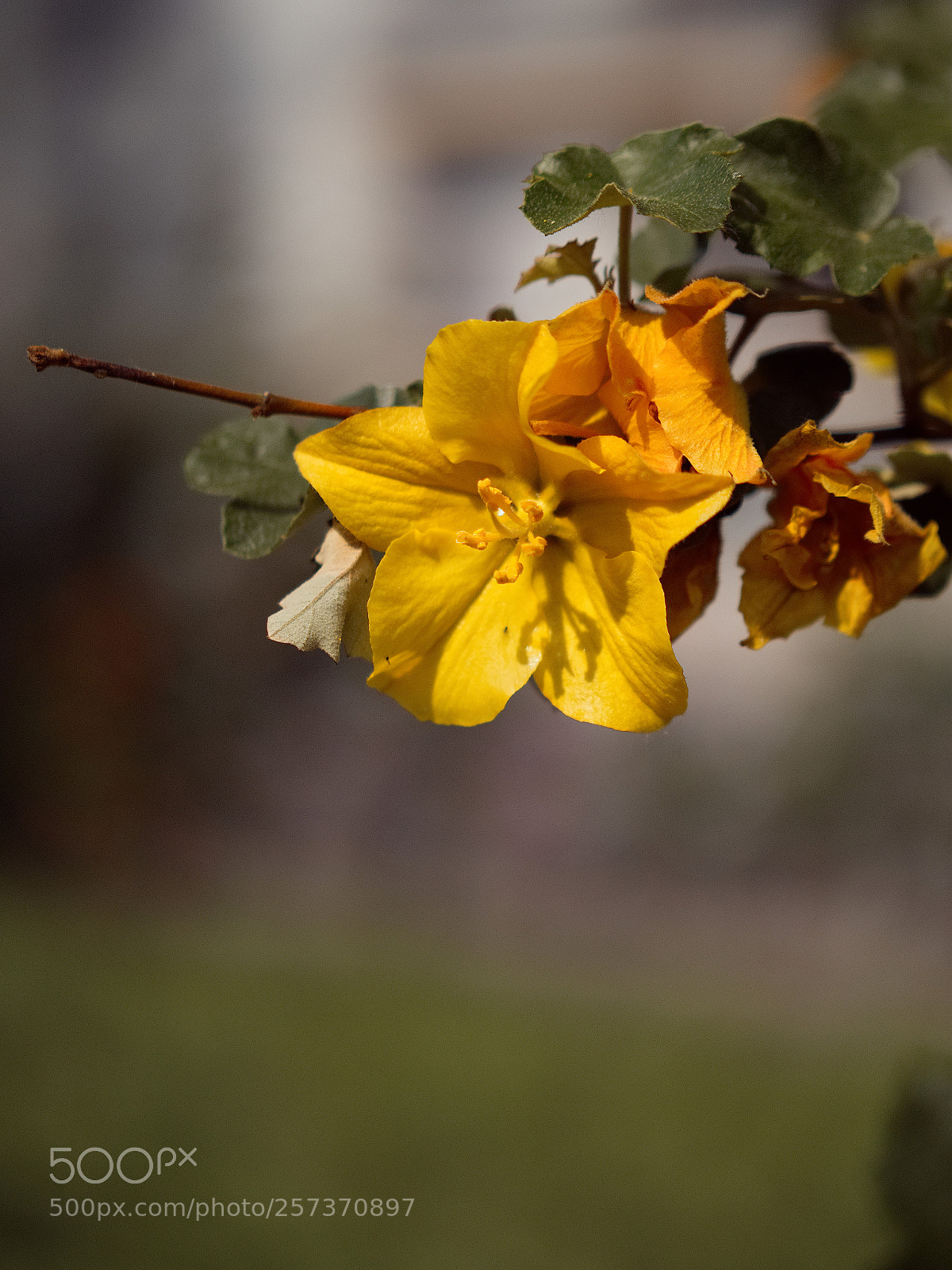 Panasonic Lumix DC-GH5 sample photo. Le printemps dans la photography