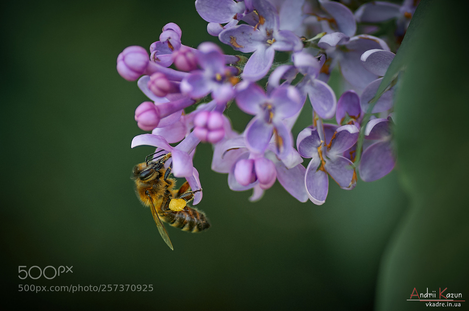 Nikon D300 sample photo. Bee is on a photography