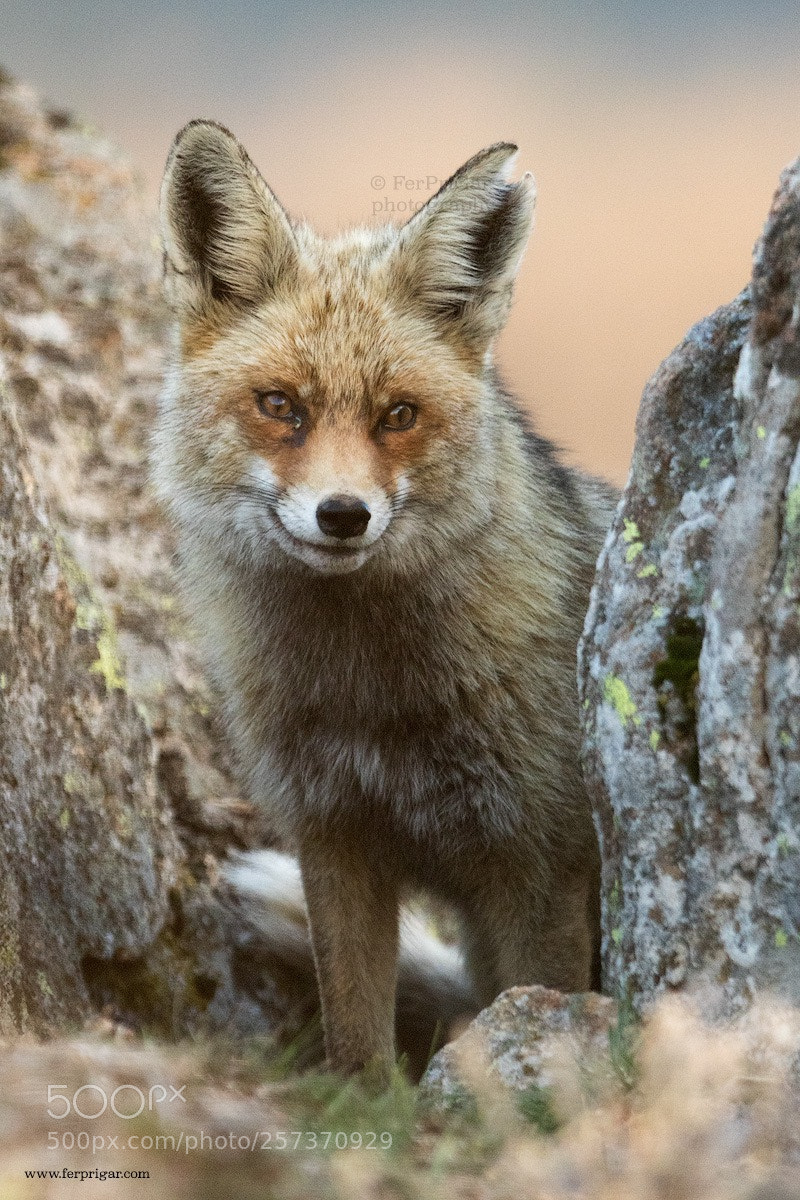 Canon EOS 7D Mark II sample photo. Red fox photography