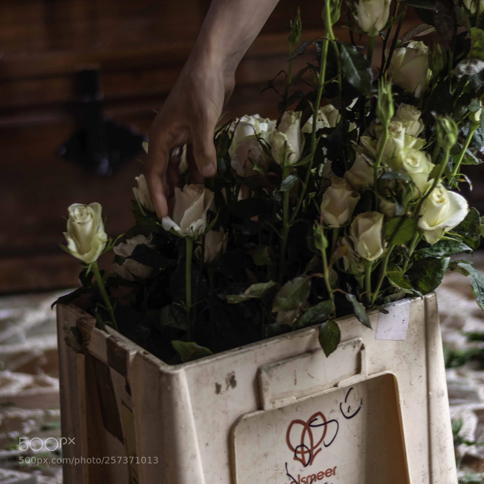 Nikon D7200 sample photo. Rosas photography