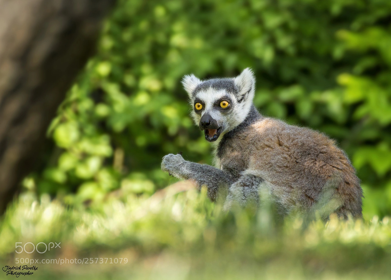 Canon EOS 100D (EOS Rebel SL1 / EOS Kiss X7) sample photo. Ring-tailed lemur / lemur catta photography