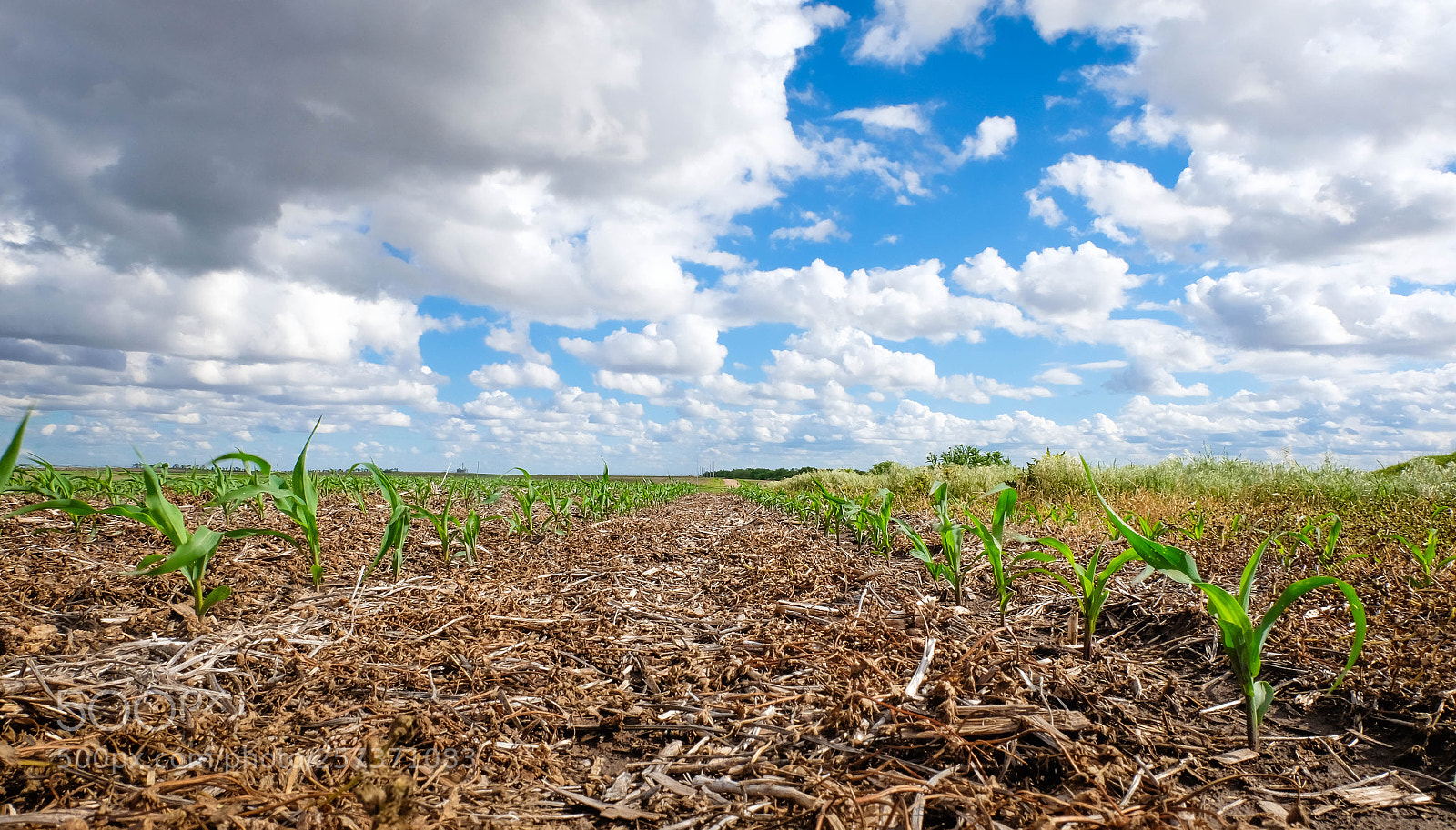 Fujifilm X-T10 sample photo. Blue sky over corn photography