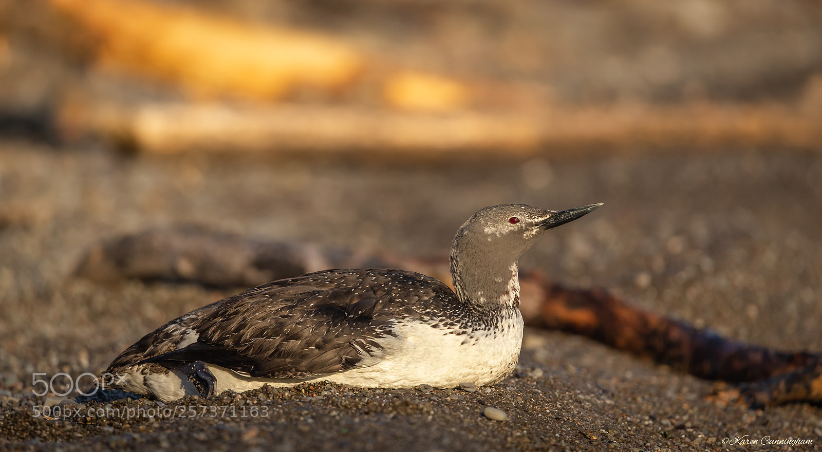 Canon EOS 6D sample photo. Female common loon photography