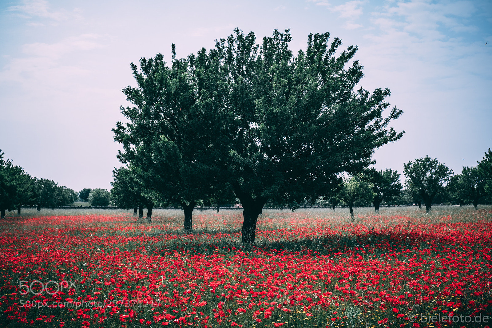 Fujifilm X-T20 sample photo. Olive grove with poppies photography