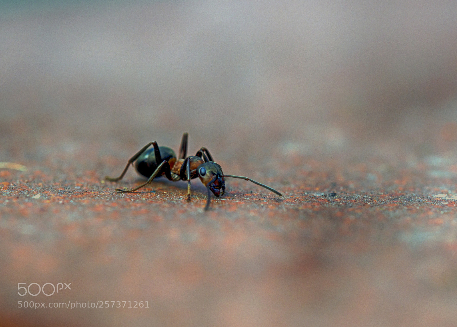 Sony SLT-A99V sample photo. Ant photography