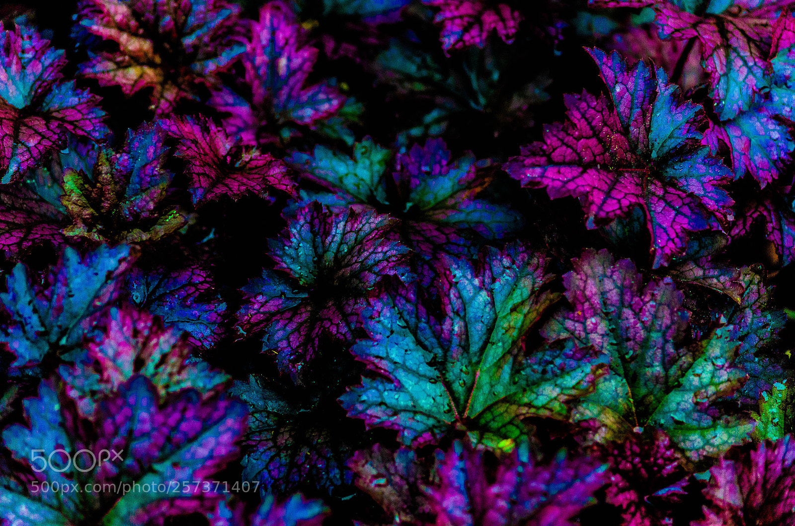 Nikon D7000 sample photo. Psychedelic leafs photography