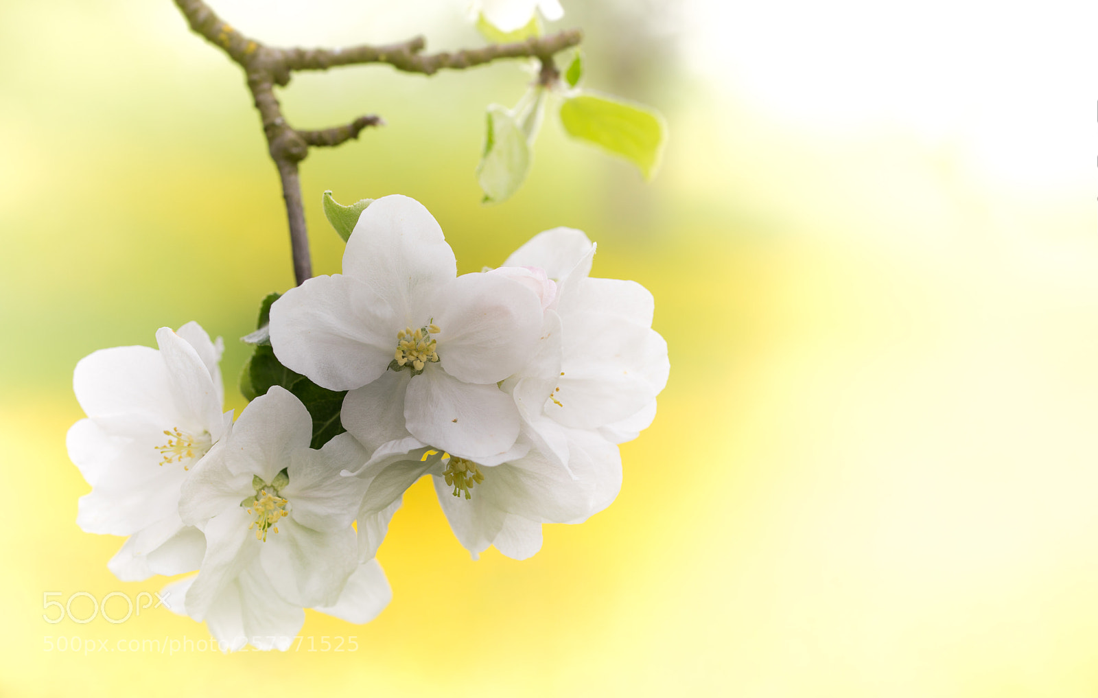 Canon EOS 5D Mark IV sample photo. Untitled photography