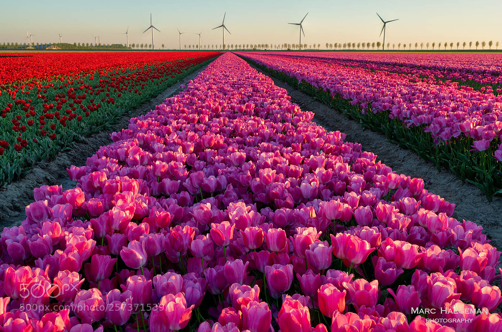 Nikon D850 sample photo. Tulip lines towards the photography