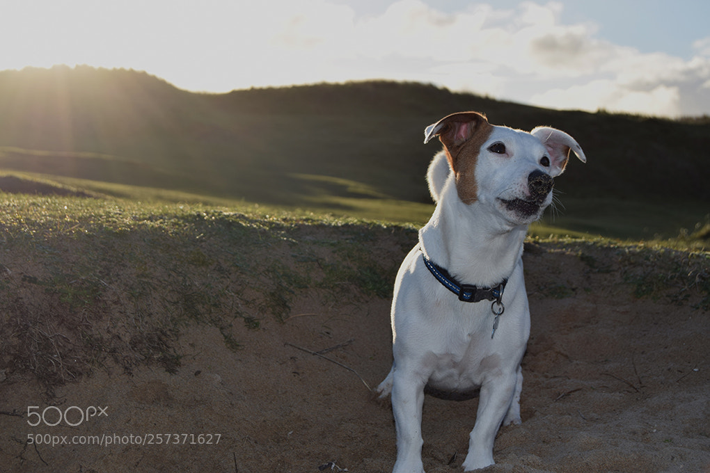 Nikon D3300 sample photo. Crantock - dog photography