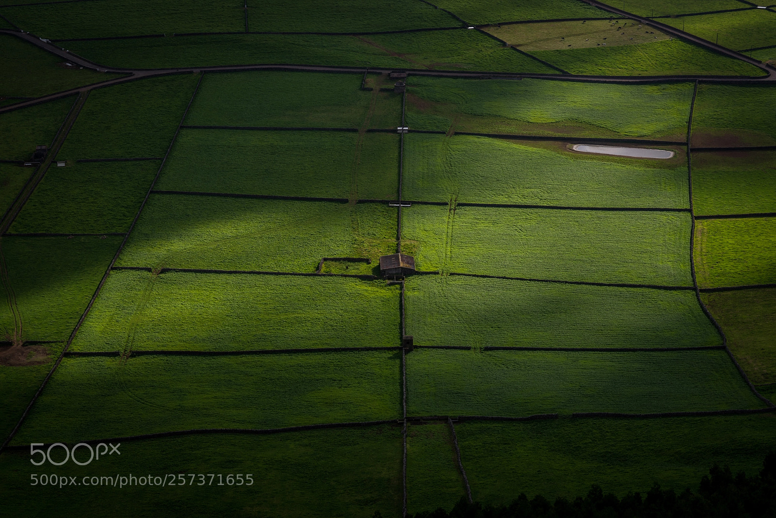 Nikon D610 sample photo. Azorean green photography