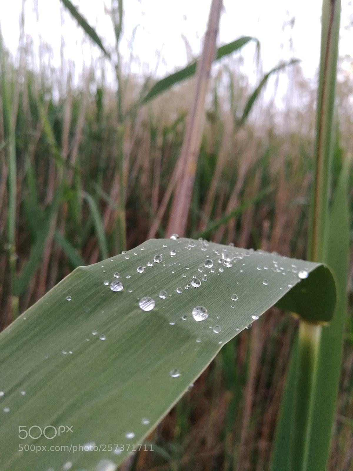 HUAWEI P10 Plus sample photo. Untitled photography
